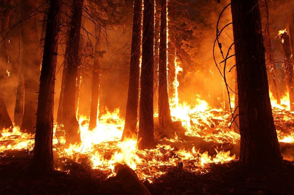 wildfire.webp